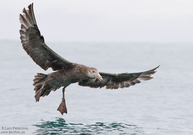 Northern Giant Petrel