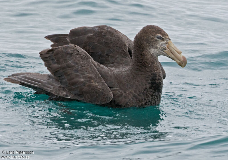 Northern Giant Petrel