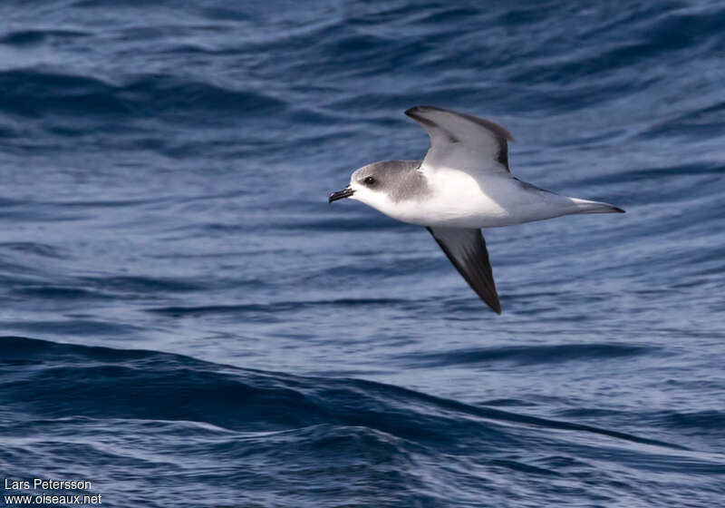 Pycroft's Petrel, pigmentation, Flight