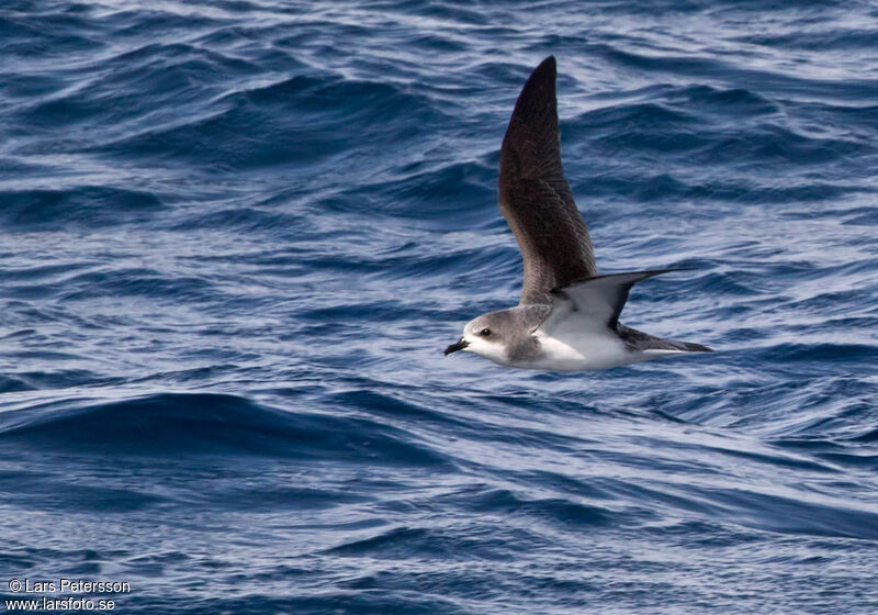 Pycroft's Petrel