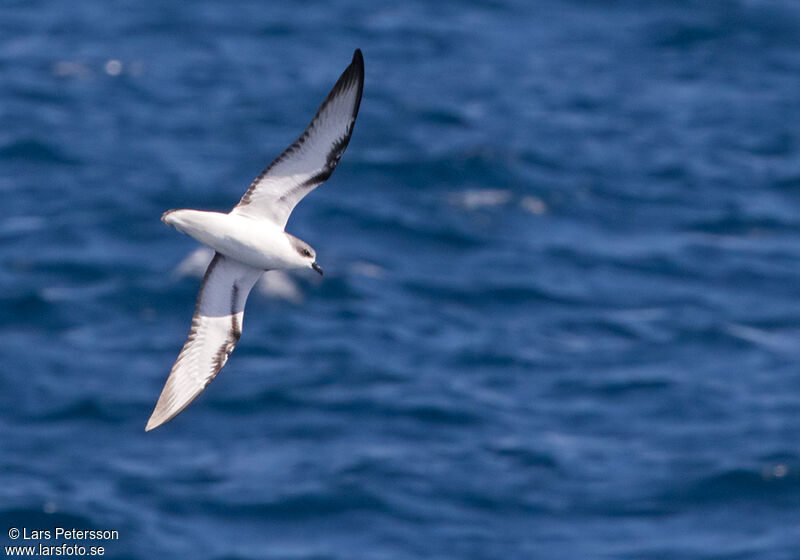 Pycroft's Petrel