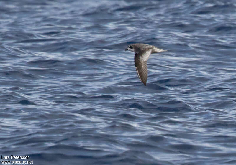 Mottled Petrel