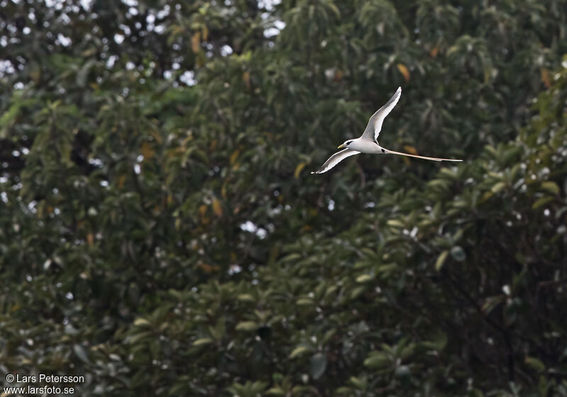 White-tailed Tropicbird