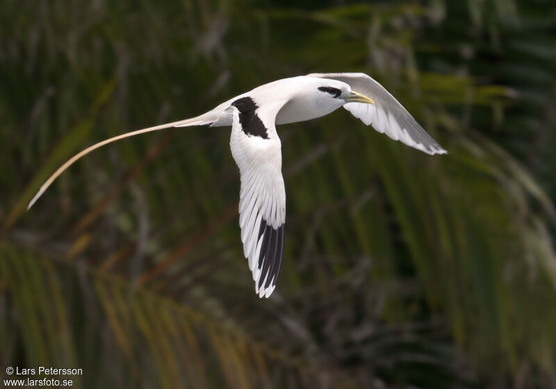 White-tailed Tropicbird