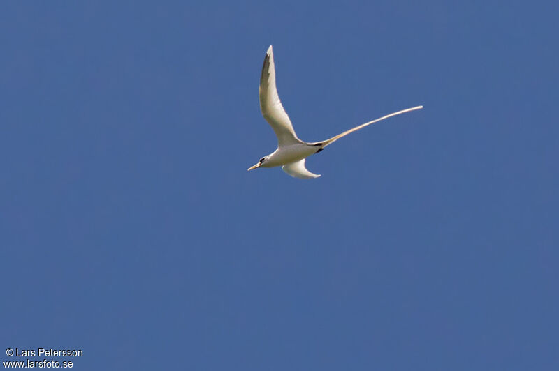 White-tailed Tropicbird