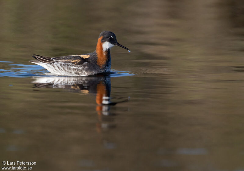 Phalarope à bec étroit