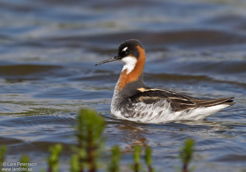 Phalarope à bec étroit