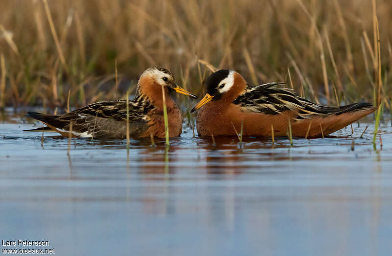 Phalarope à bec large mâle adulte, identification