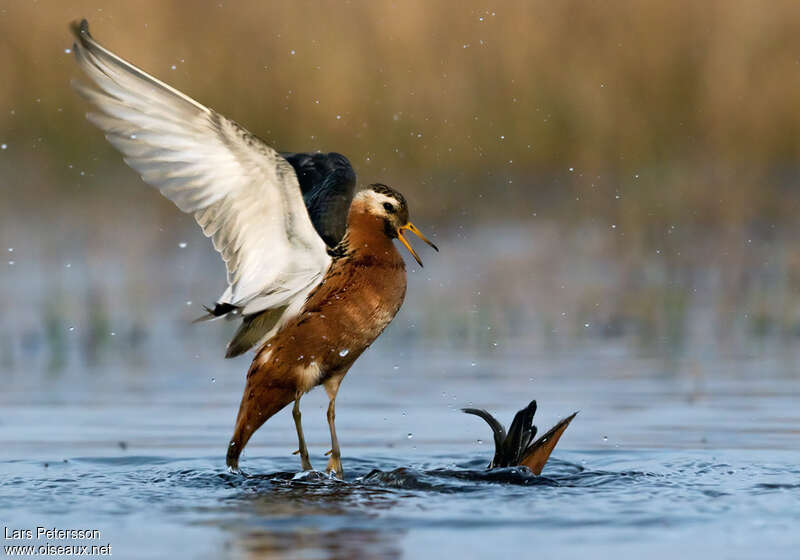 Red Phalarope male adult breeding, pigmentation, courting display, Behaviour