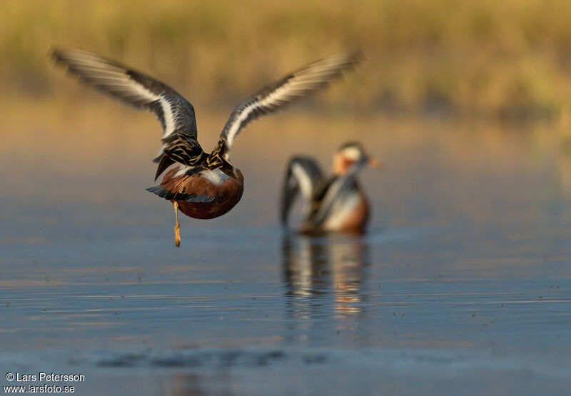 Phalarope à bec large