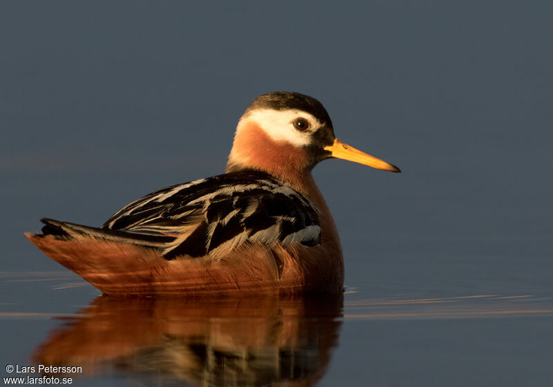 Phalarope à bec large