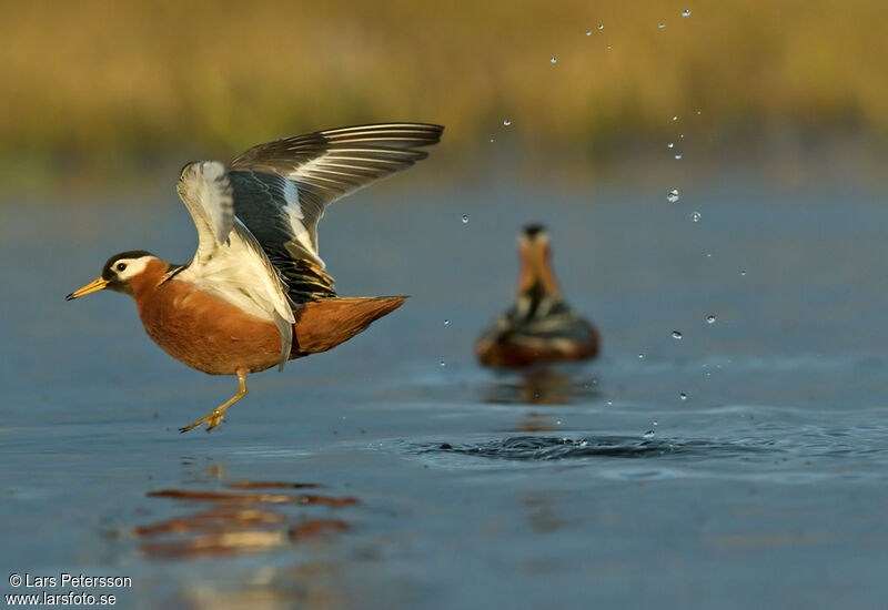 Red Phalarope