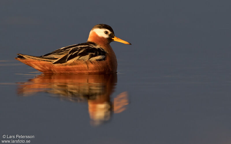 Phalarope à bec large