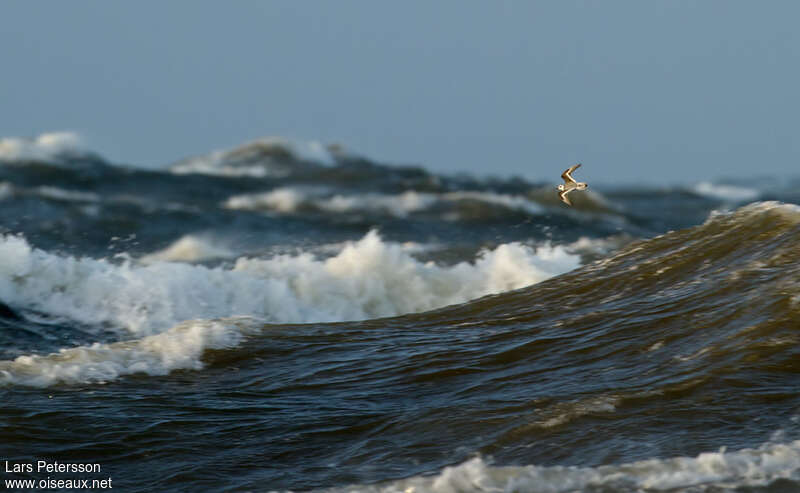 Phalarope à bec largeadulte, habitat, Vol, Comportement