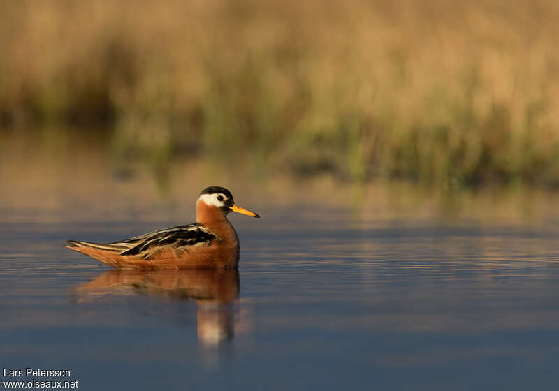 Red Phalarope female adult, identification