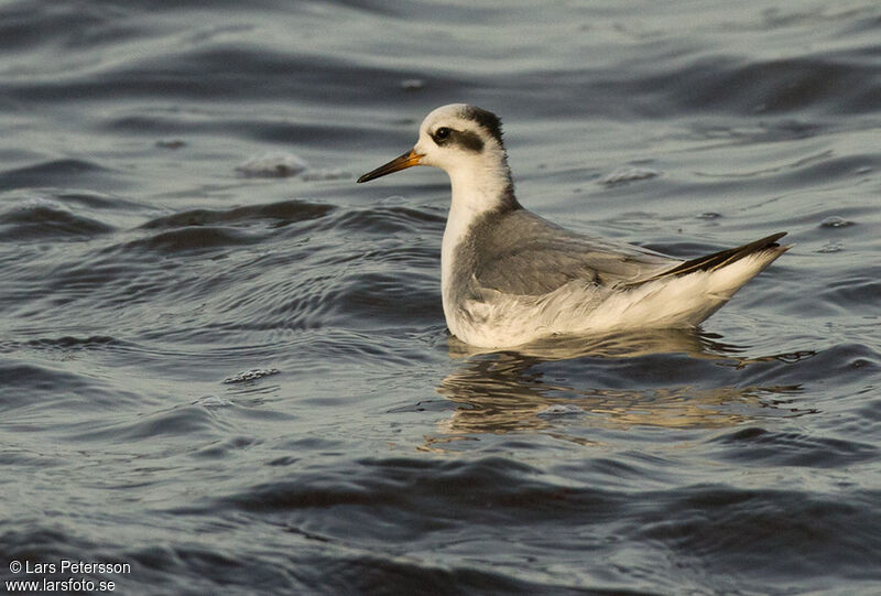 Phalarope à bec large