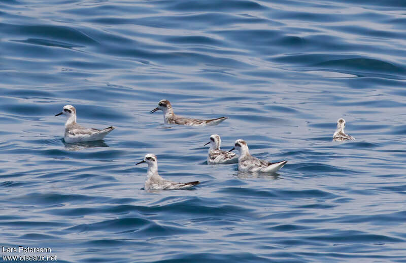 Phalarope à bec largeadulte internuptial, habitat, pigmentation, pêche/chasse, Comportement