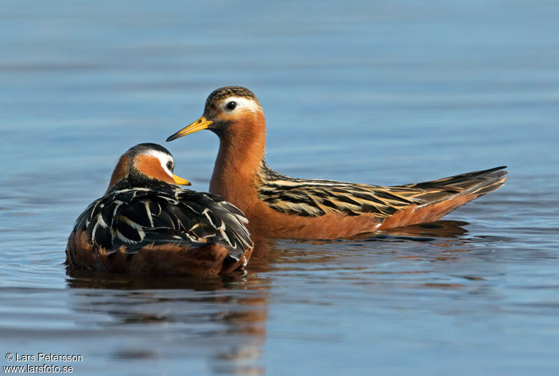 Red Phalarope