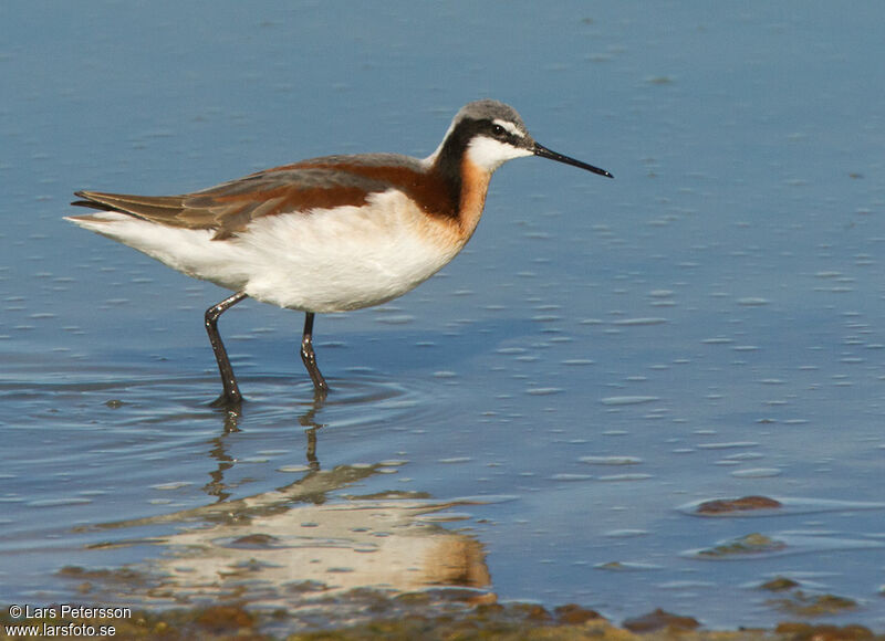 Phalarope de Wilson