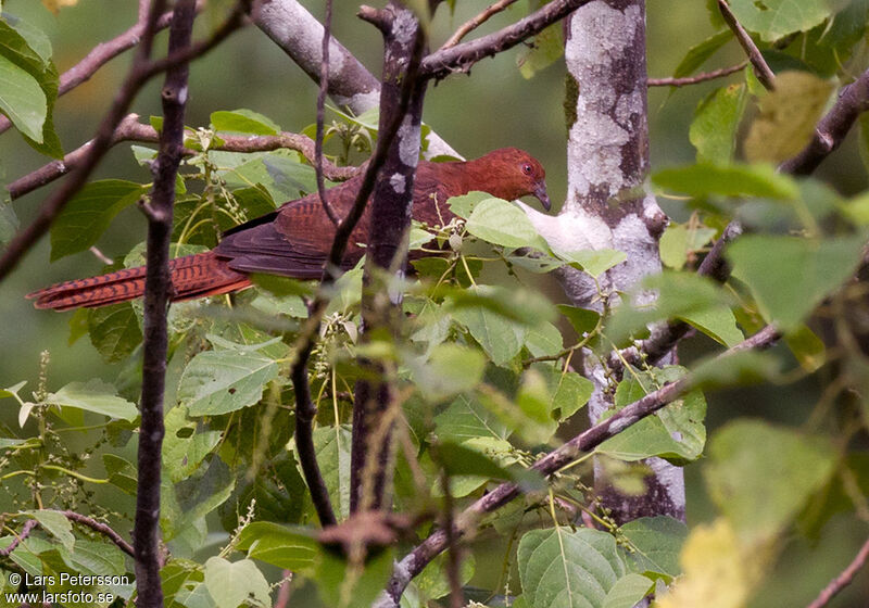 Bar-tailed Cuckoo-Dove