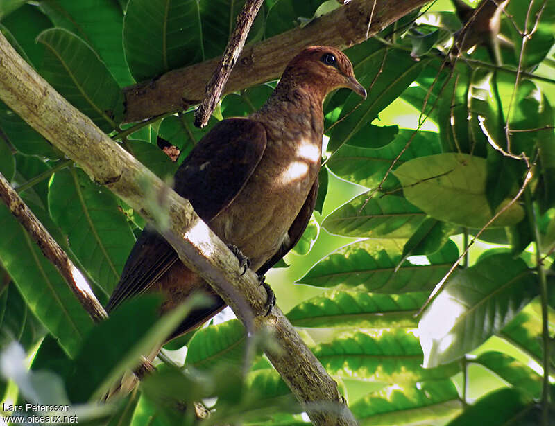 Phasianelle des Nicobar