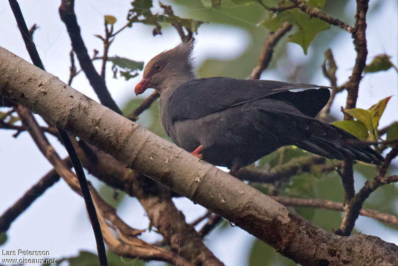 Crested Cuckoo-Dove