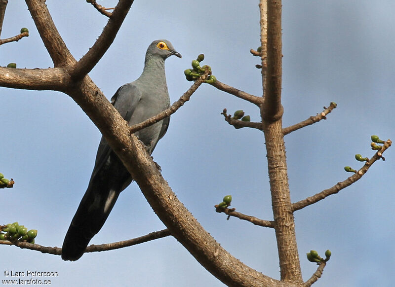 Black Cuckoo-Dove