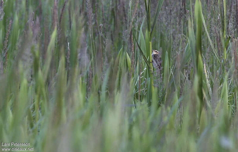 Phragmite aquatiqueadulte, habitat