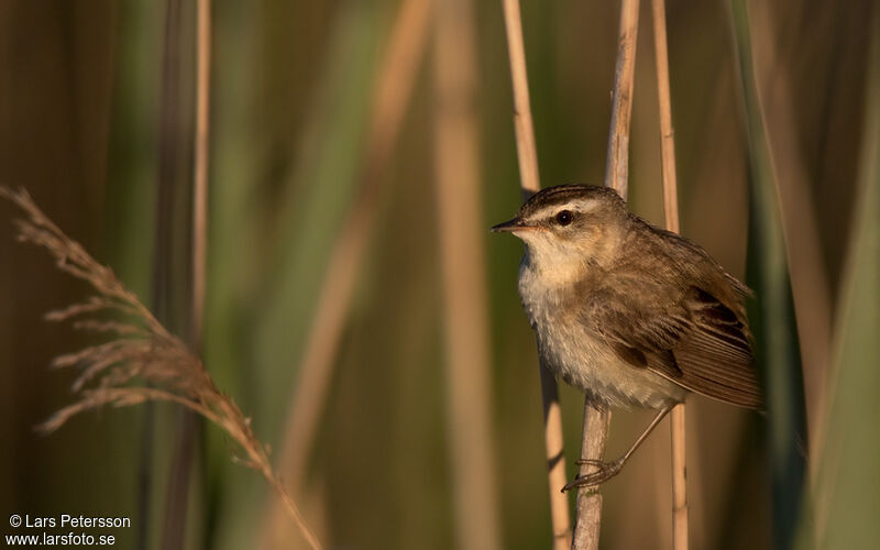 Sedge Warbler