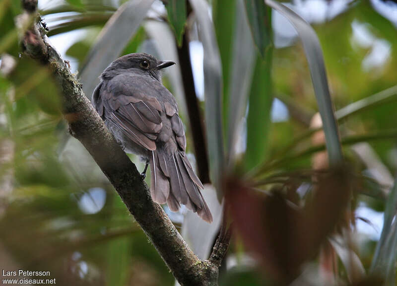 Chestnut-capped Piha