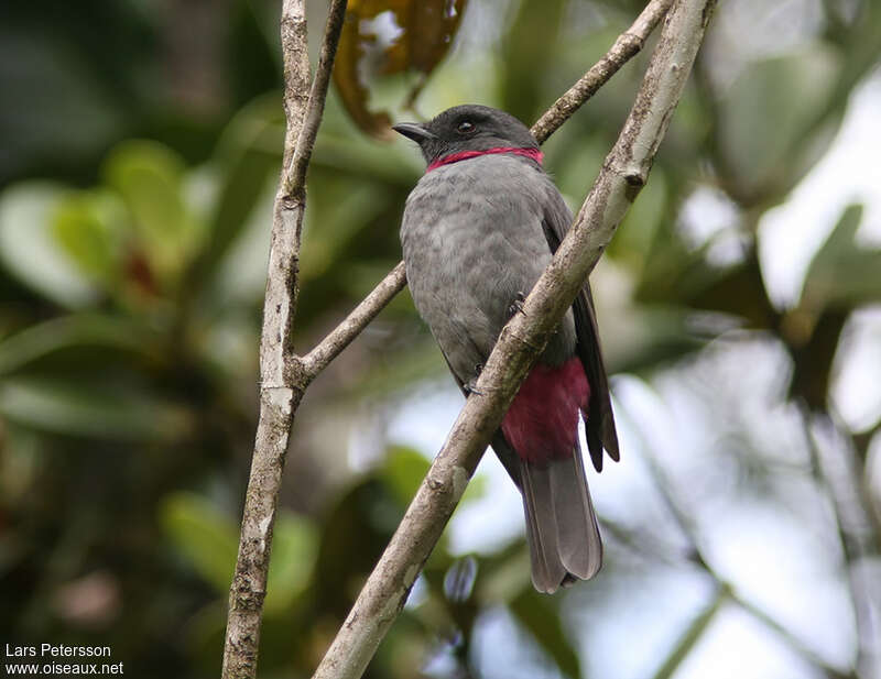 Piauhau à collier mâle adulte