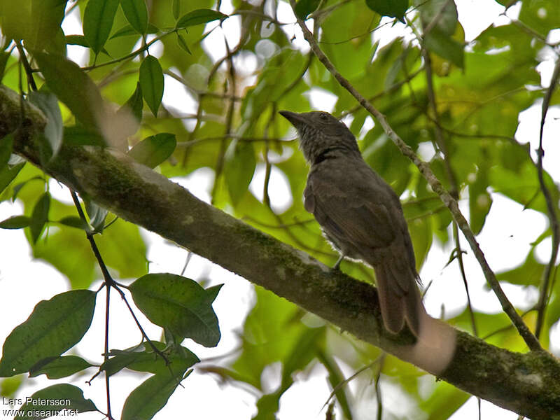 Cinnamon-vented Pihaadult, identification