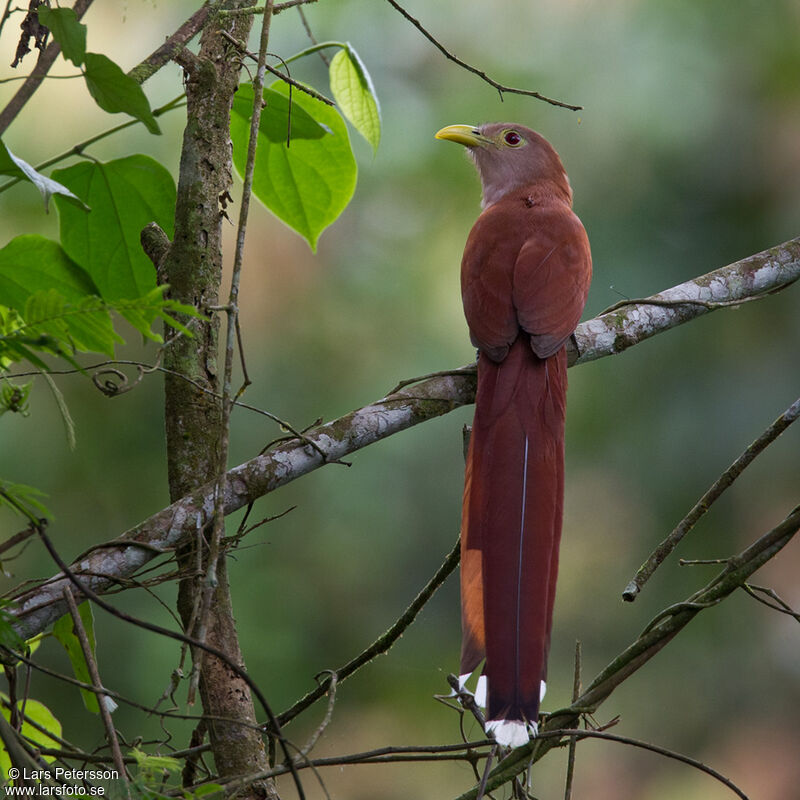 Squirrel Cuckoo