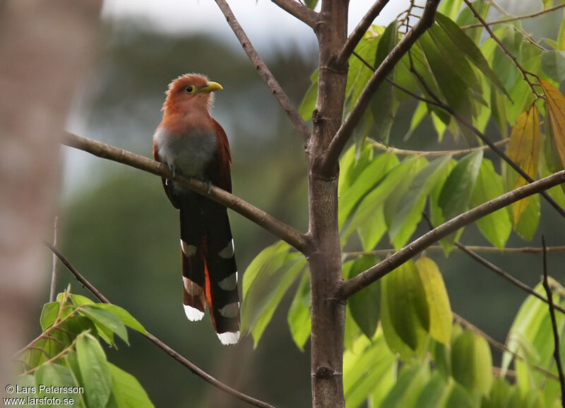 Squirrel Cuckoo