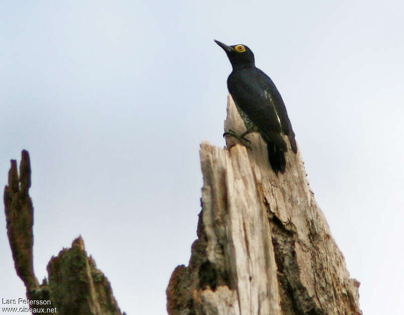 Yellow-tufted Woodpecker female adult, pigmentation, Behaviour