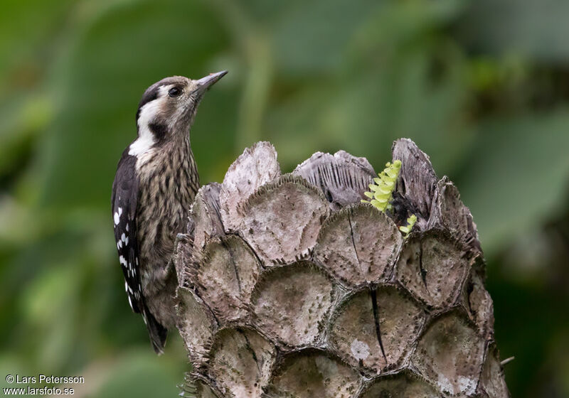 Grey-capped Pygmy Woodpecker