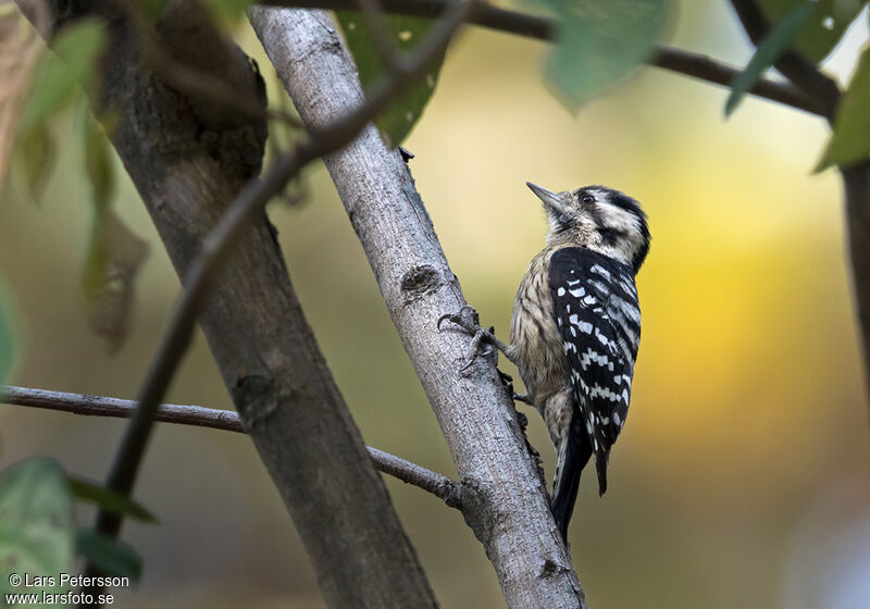 Grey-capped Pygmy Woodpecker