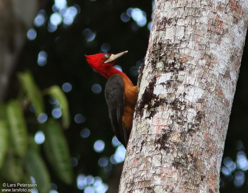 Red-necked Woodpecker