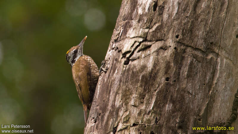 Yellow-crested Woodpecker male adult, identification