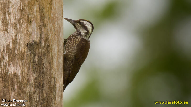 Yellow-crested Woodpecker male adult, pigmentation