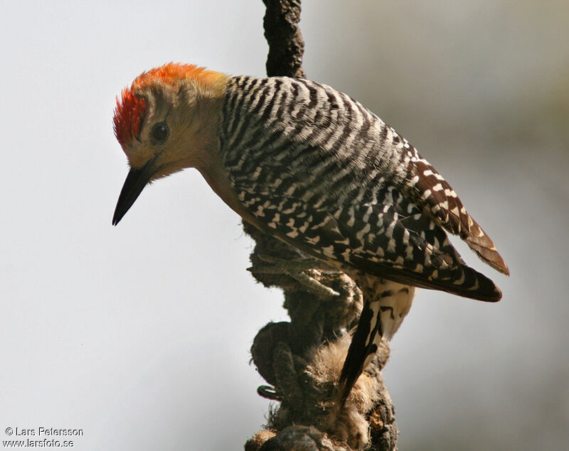 Pic à couronne rouge