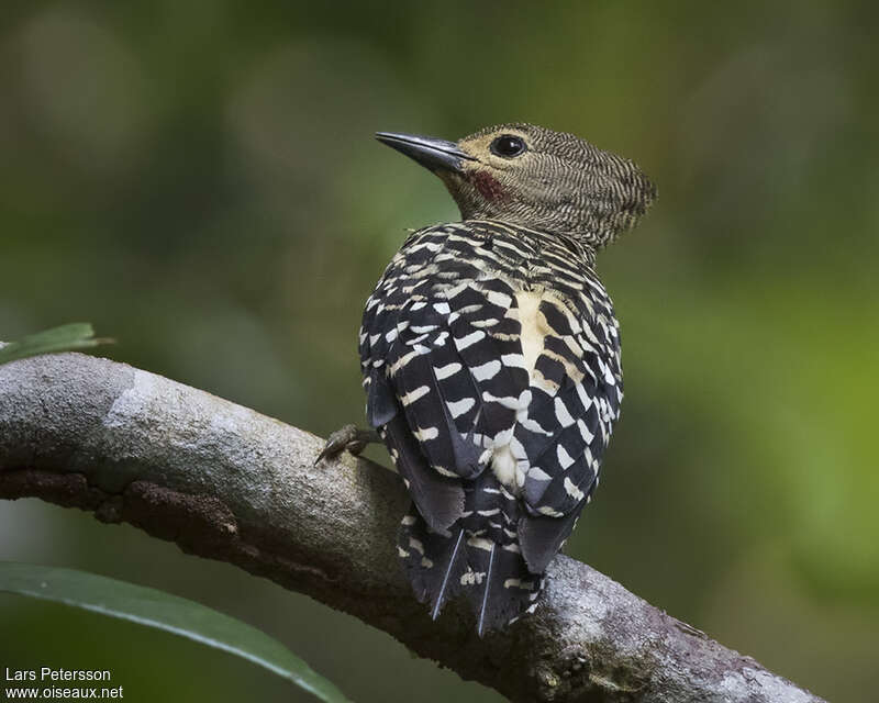 Buff-rumped Woodpecker