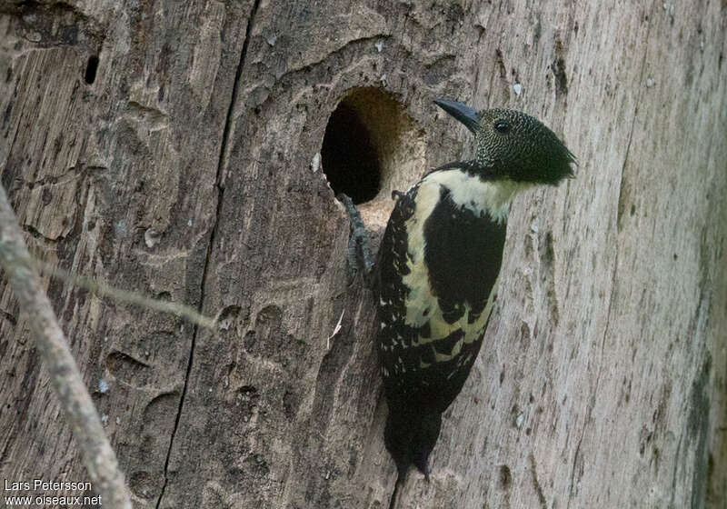 Pic à jugulaireadulte, identification