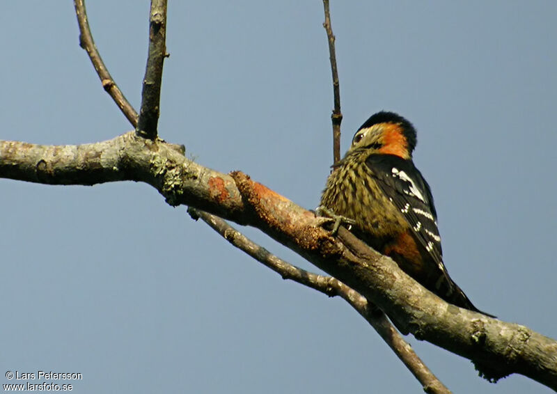 Crimson-naped Woodpecker