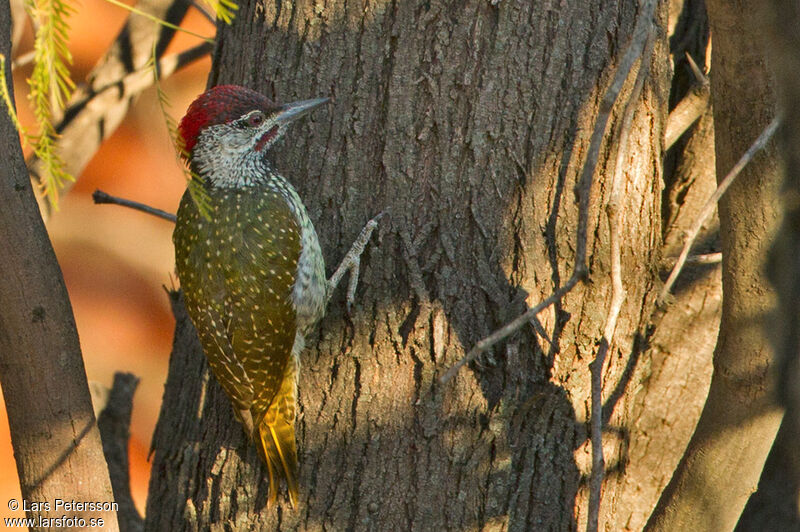 Golden-tailed Woodpecker