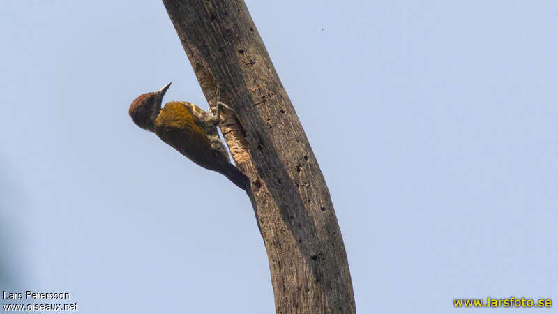 Melancholy Woodpecker