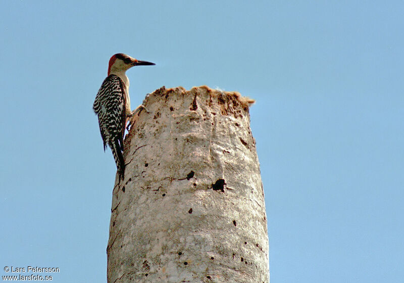 West Indian Woodpecker