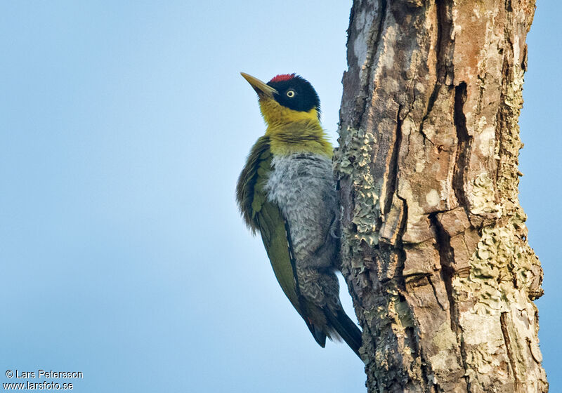 Black-headed Woodpecker