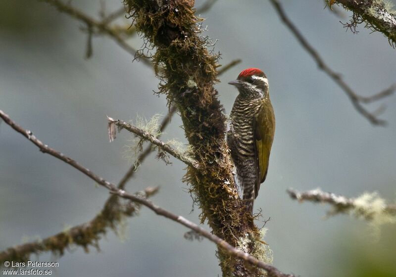 Bar-bellied Woodpecker