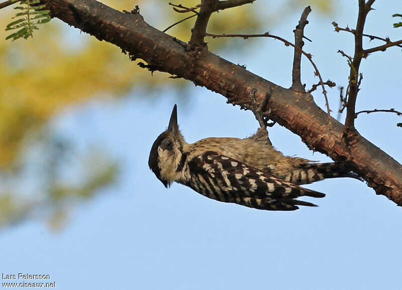 Pic à ventre tireté femelle adulte, identification